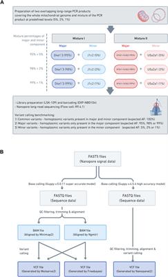 Benchmarking Low-Frequency Variant Calling With Long-Read Data on Mitochondrial DNA